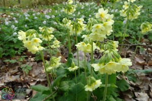 primula_elatior (5)